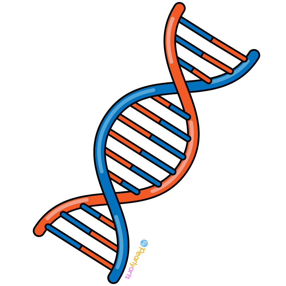 DNA Clipart with outline WM | Pearly Arts