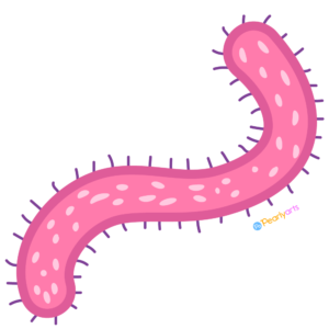 FREE Pink Bacteria Clipart WM | Pearly Arts